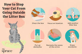 why do cats outside the litter box