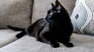 Cats, cats & more cats. 5 Fascinating Facts About Black Cats