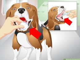 Remove her bowl of food when she is no longer interested, even if she has not eaten it all. How To Get A Sick Dog To Drink 9 Steps With Pictures Wikihow