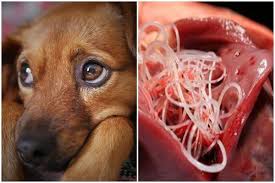 heartworm in dogs symptoms treatment