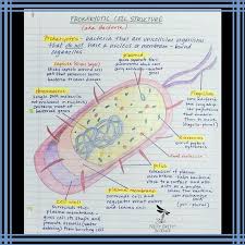 Cell Structure And Function Cell Biology Notes Cell
