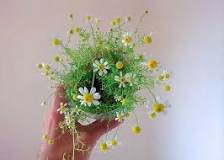 Image result for how do you grow chamomile flowers