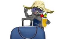 Rsultat de recherche d'images pour "chat en vacances"