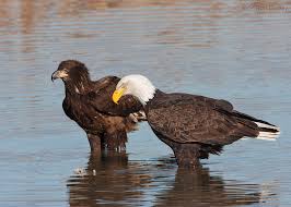 a guide to aging bald eagles