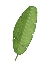 banana leaf images free on