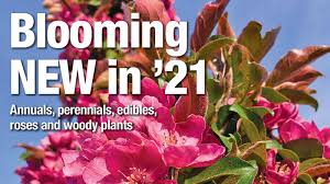 Burpee recommends annual flowers that are perfect for growing in containers white flowers magically deepen into darker shades of pink as they mature. New Plants For 2021 Landscape Ontario