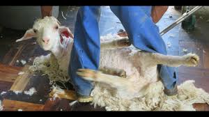 A woman who was so determined to travel with a duck she was carrying slaughtered it in front of members of the public at a train station in china in the woman explained she was not allowed to take livestock on the train so she had to kill it before boarding. Goats Thrown Cut Killed For Mohair Help Them Now Youtube