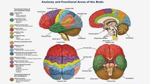 brain region function in neurofeedback