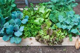 How To Start A No Dig Vegetable Garden