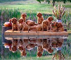 Find info on etour.com for united states. Redtail Golden Retrievers Redtail Golden Retrievers