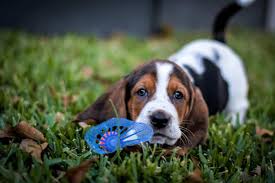 Why buy a basset hound puppy for sale if you can adopt and save a life? 11 Places To Find Basset Hound Puppies For Sale Best To Worst