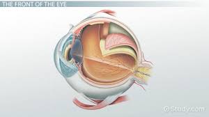 eye anatomy diagram parts