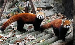 Although born to dwell in a specific habitat, animals have to adapt to the changing environment for survival. Red Pandas Found To Be Two Distinct Species Study Global Times
