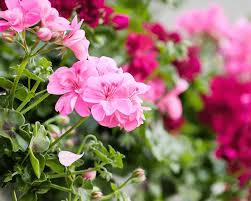 These little pots are charming. How To Grow Geraniums