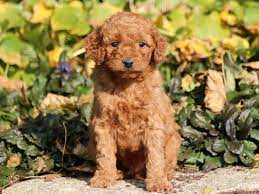 toy goldendoodle puppies