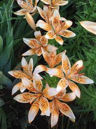 Lily (Lilium Orange Electric) in the Lilies Database - Garden.org