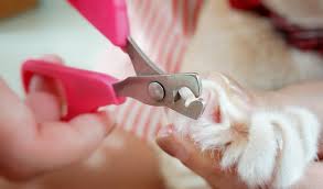 how to sharpen dog nail clippers top
