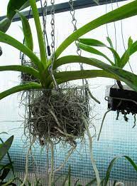 However, often the person being given this living plant has no idea on how to care for it. Pin By Cassi Murakami On Diy Wire Projects Diy Orchids Orchids Growing Orchids