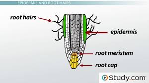 primary root tissue root hairs and the