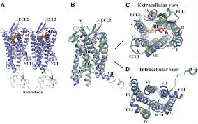 In humans, the ccr5 gene that encodes the ccr5 protein is located on the short (p). Structure Of The Ccr5 Chemokine Receptor Hiv Entry Inhibitor Maraviroc Complex Science