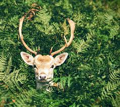 Unlike most annuals that prefer a bit of shade, lantana is a full sun lover! 12 Deer Resistant Perennials List Of Perennials Deer Won T Eat Proven Winners