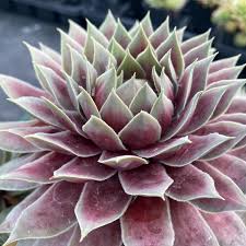 sempervivum glacier blue tm 4796