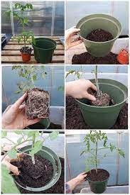 potting up seedlings what why when