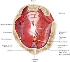 functional anatomy of the pelvic floor