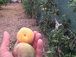 Master Gardeners Tree Fruit Orchard
