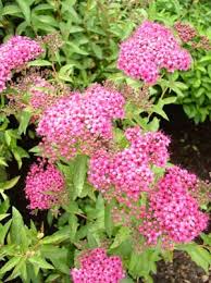 spirea pink pruning winter care and