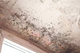 Don't ignore a musty or moldy smell in the basement as it probably means you have a basement mold problem. Basement Mold Removal And Prevention Water Mold Fire Restoration