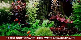 We did not find results for: 10 Best Aquatic Plants Freshwater Aquarium Plants