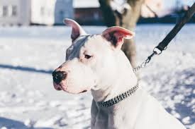 He is big, powerful, intelligent, energetic, and headstrong. Dogo Argentino American Staffordshire Terrier Winter Background Royalty Free Photo Illustration