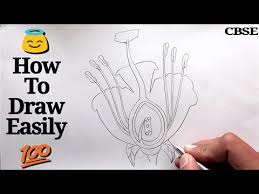 (b) part that produces pollen grain. How To Draw Longitudinal Section Of Flower Step By Step For Beginners Youtube