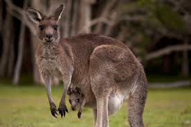 kangaroos facts information