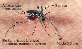 Resultado de imagem para mosquito da dengue foto