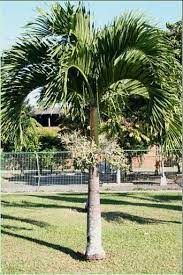 A palmeira veitchia é outra espécie popular no paisagismo, sendo tolerante ao sol pleno e de rápido crescimento. Veitchia Merrillii Palmeira De Manila 4 00m A 4 50m Tirol Plantas