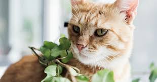 31 Cat Friendly Plants Safe For Your
