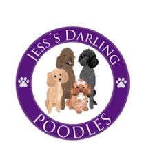 jess s darling poodles specialized