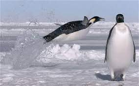 Did you know emperor penguins can dive deeper than any other bird and can stay under water for more once the females arrive back at the colony, they regurgitate food for the hatchings to eat. What Do Emperor Penguins Eat Emperor Penguins Feeding Behavior