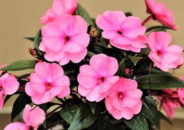 Plant in groups of nine for full, bold gardens New Guinea Impatiens Care How To Get The Best Blooms