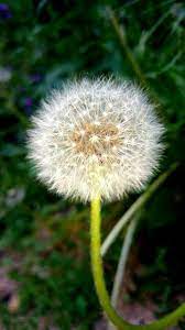 dandelion meaning significance