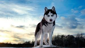 siberian husky dog s blue eyes