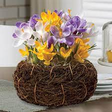 Crocus Bulb Basket Indoor Flower