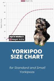 yorkipoo size chart for standard and
