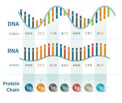the dna code and codons ancestrydna