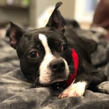 adopt a boston terrier puppy near