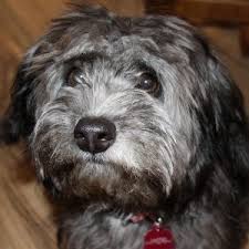 the best terrier poodle mix breed guide