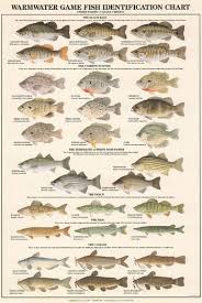 Warmwater Game Fish Id Chart Fishing Education Information