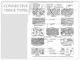 Drawing Lab Histology Connective Tissue Hw Page 150 Find